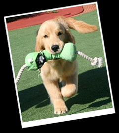 ADESTRAMENTO INTELIGENTE (método clicker)